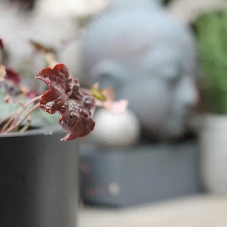 Junior The Backyard Tby 01 Trier