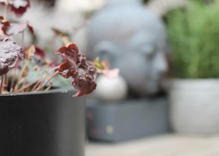 Junior The Backyard Tby 01 Trier